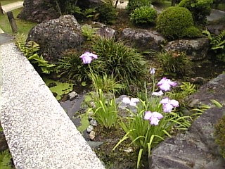 三室戸寺の池.jpg